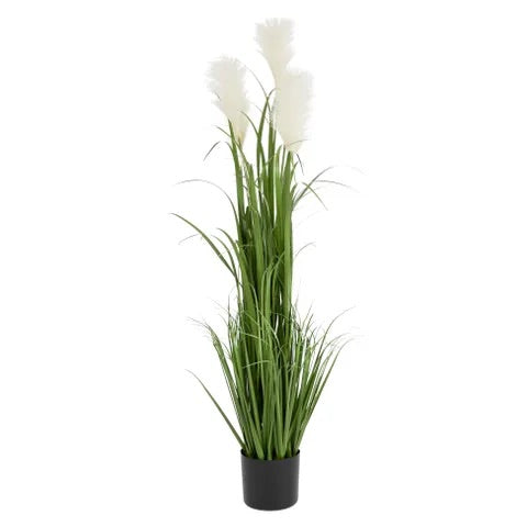 Pampas Grass Tree 120cm in pot