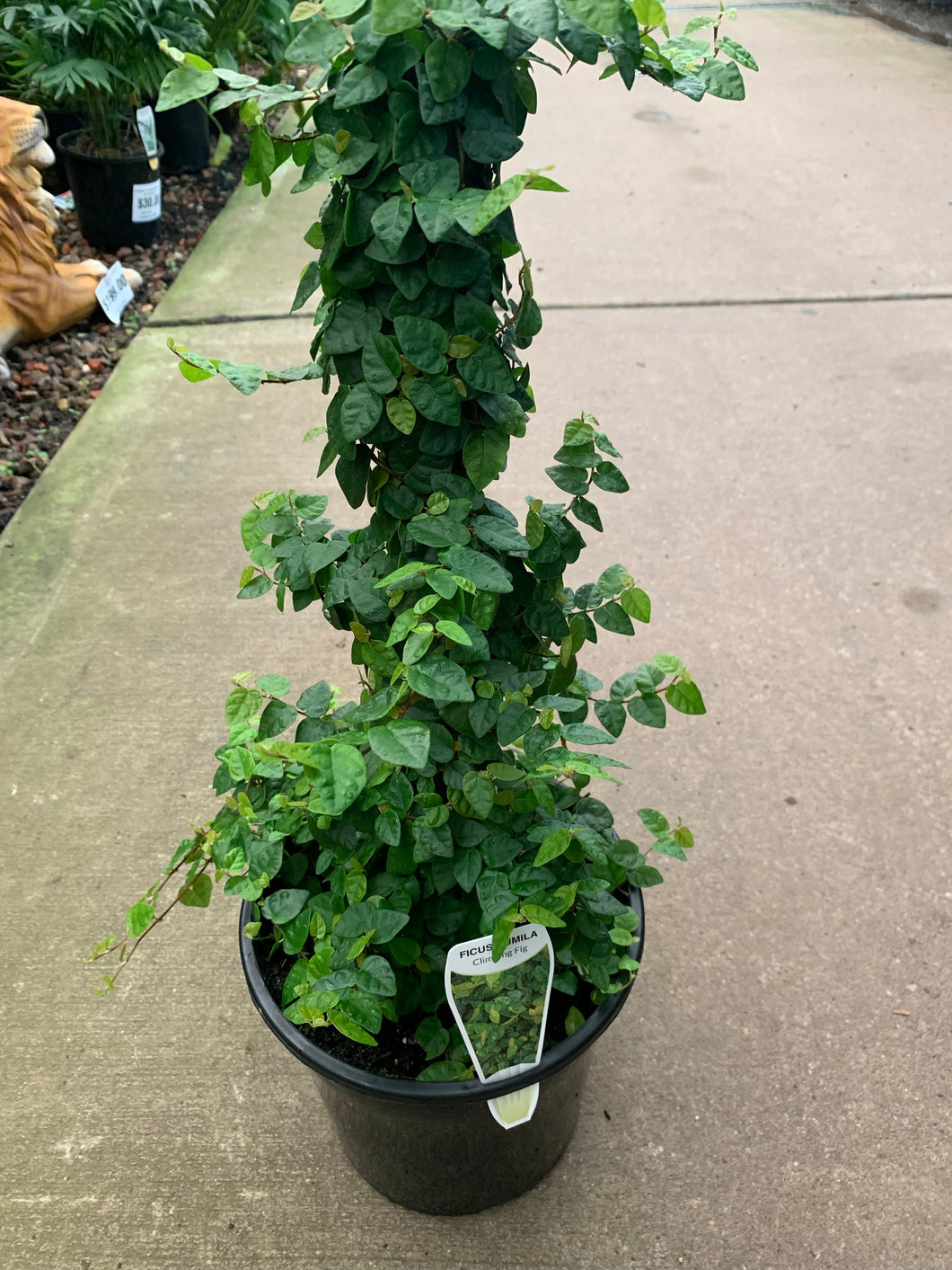 Ficus Pumila Climbing Fig - Totem