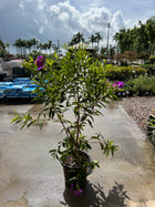 Tibouchina - Alstonville - Sydney's Plant Market