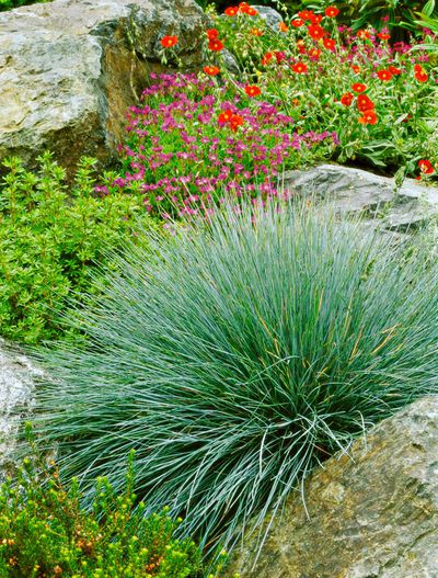 Festuca Glauca / Blue Grass Sydney's Plant Market