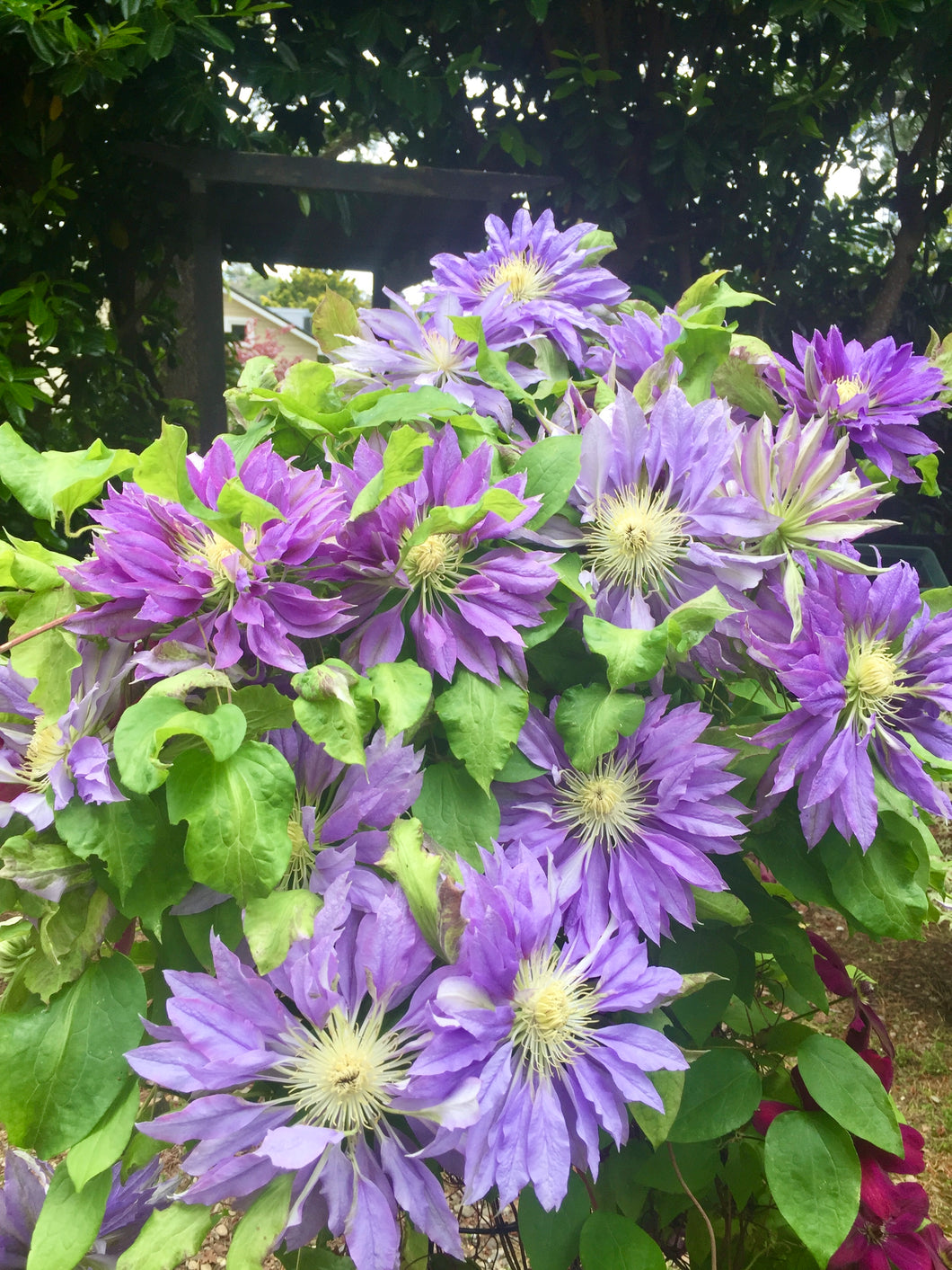 Clematis