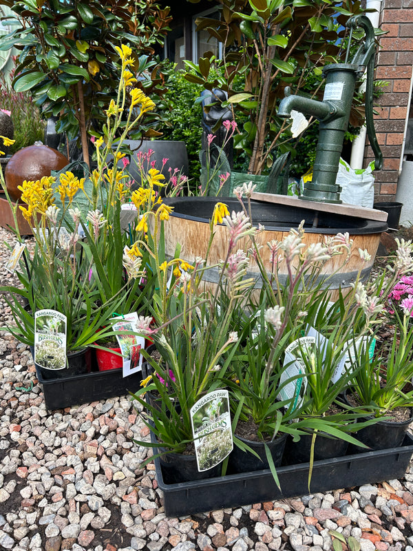 ANIGOZANTHOS - KANGAROO PAW Sydney's Plant Market