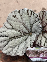 Load image into Gallery viewer, Begonia Rex - Silver White
