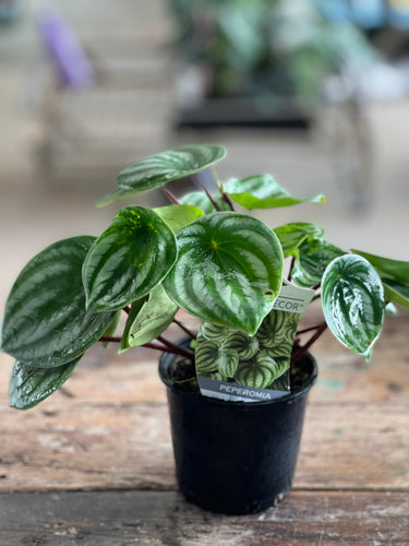 Peperomia Argyreia Watermelon Sydney's Plant Market