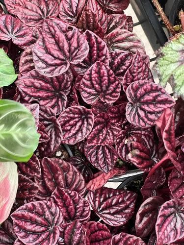 Peperomia Caperata Ruby Ripple Sydney's Plant Market