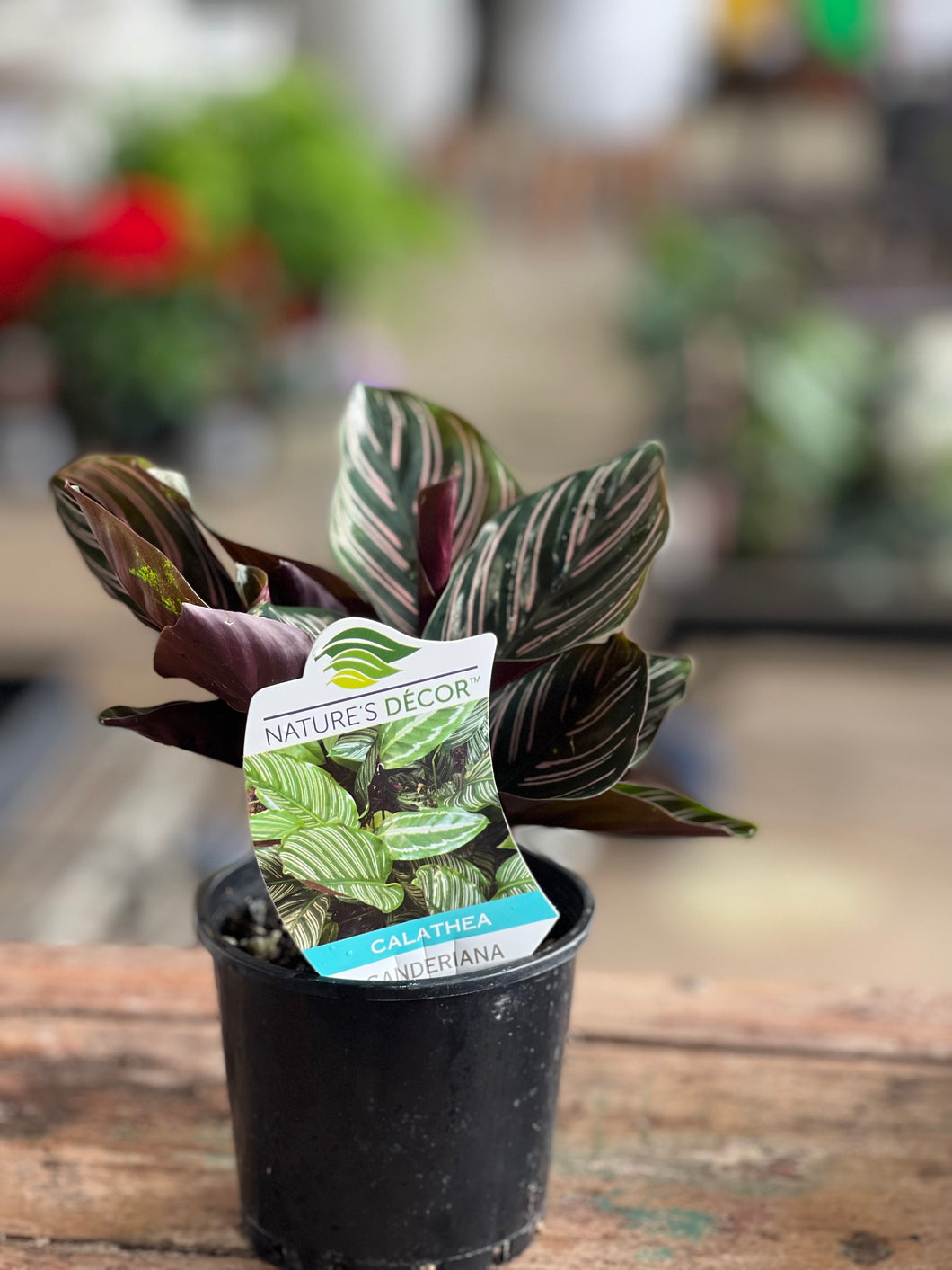 Calathea Sanderiana - Dark Leaf with light pink stripes