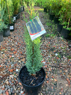 Cupressus sempervirens - Italian Pencil Pine (Glauca) - Sydney's Plant Market