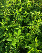 Viburnum Tinus - Sydney's Plant Market