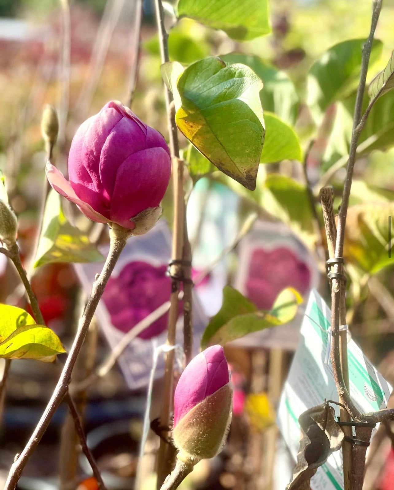 Magnolia (Black Tulip) Sydney's Plant Market