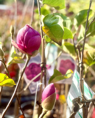 Magnolia (Black Tulip) - Sydney's Plant Market