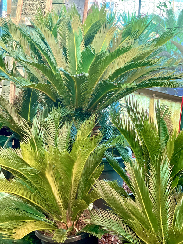 CYCAS REVOLUTA - SAGO PALM - Sydney's Plant Market