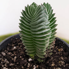 Load image into Gallery viewer, Crassula Buddhas Temple
