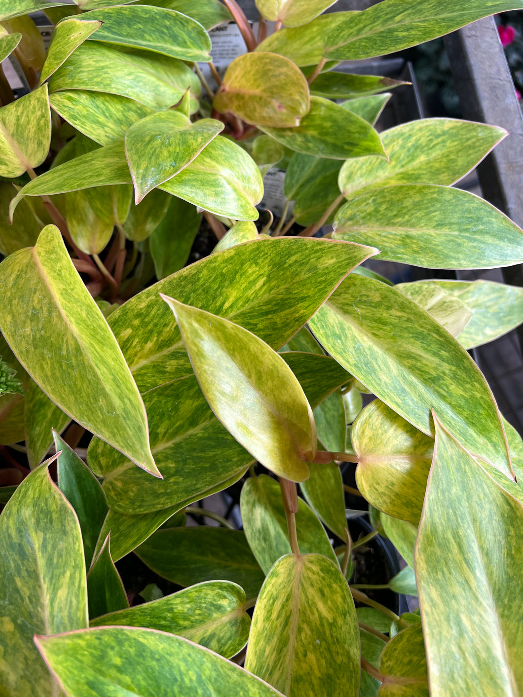 Philodendron Painted Lady