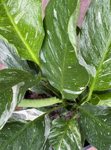 Spathiphyllum Domino - variegated Sydney's Plant Market