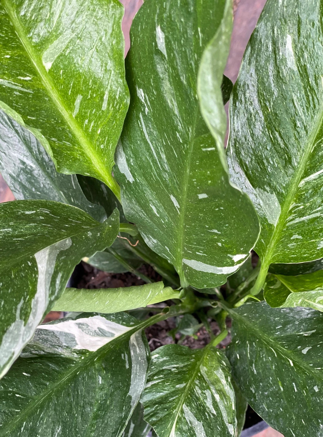 Spathiphyllum Domino - variegated