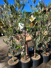 Load image into Gallery viewer, Olive Tree - Olea Europaea
