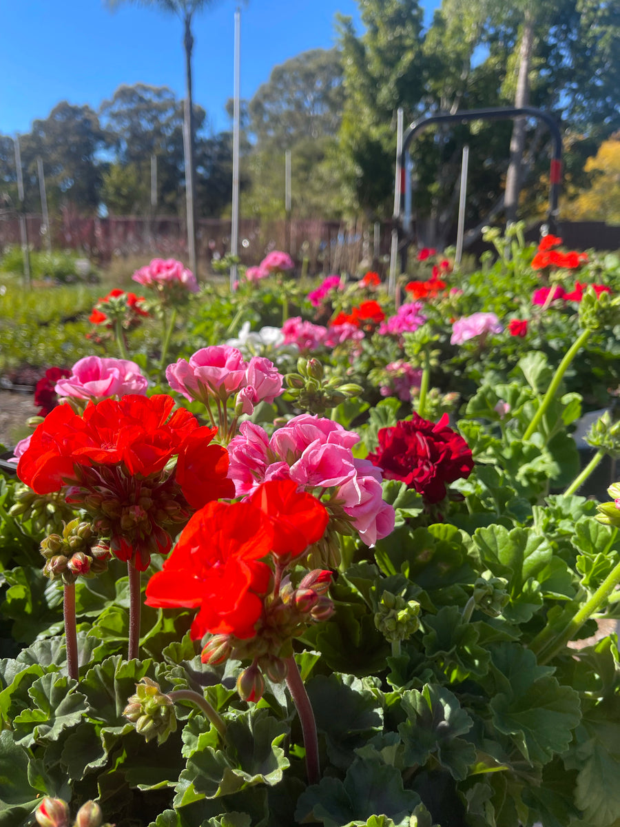 GERANIUM - Assorted colours - Sydney's Plant Market