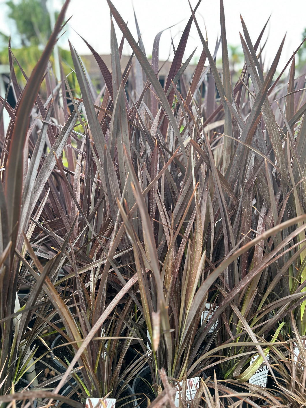 Cordyline Australis Black Knight