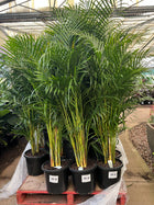 DYPSIS LUTESCENS ARECA PALM - GOLDEN CANE PALM - Sydney's Plant Market