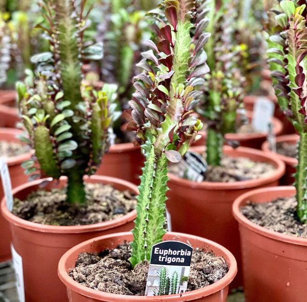 EUPHORBIA TRIGONA - AFRICAN MILK TREE CACTUS - Sydney's Plant Market
