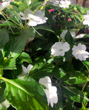 Load image into Gallery viewer, New Guinea Impatiens

