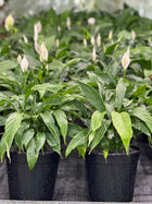 SPATHIPHYLLUM - PEACE LILY - Sydney's Plant Market