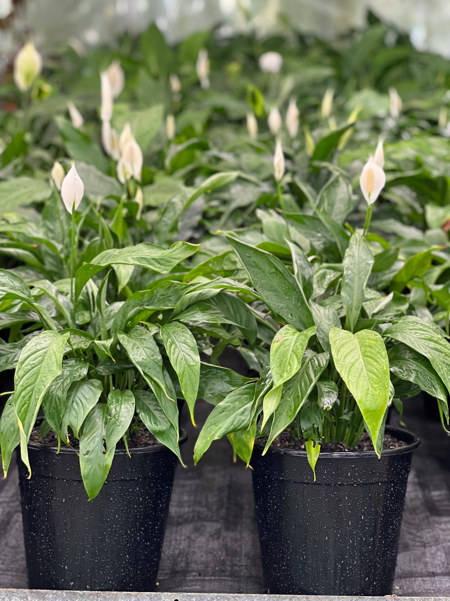 SPATHIPHYLLUM - PEACE LILY - Sydney's Plant Market