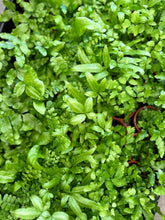 Load image into Gallery viewer, MINI FERNS 55mm - TINY TREASURES
