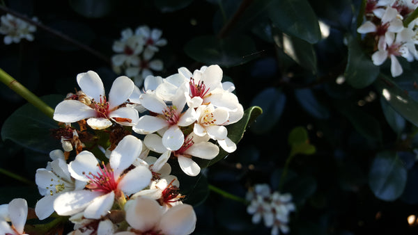 RHAPHIOLEPSIS SNOW MAIDEN - Sydney's Plant Market