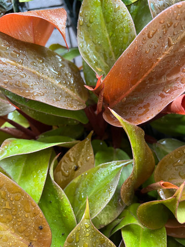 Philodendron Orange Juice Sydney's Plant Market