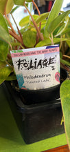 Load image into Gallery viewer, Philodendron Painted Lady
