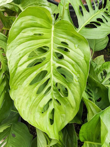 Monstera Lechleriana 140mm Sydney's Plant Market