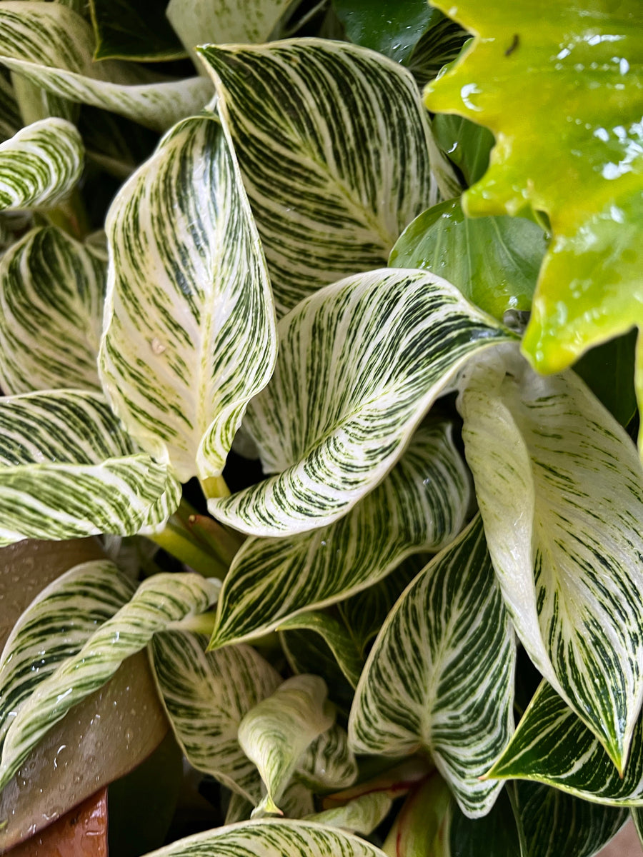 PHILODENDRON BIRKIN Sydney's Plant Market