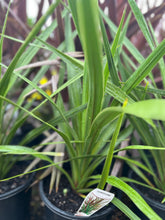 Load image into Gallery viewer, Cordyline Australis Peko
