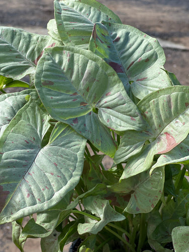 Syngonium Confetti - Speckled  foliage Sydney's Plant Market