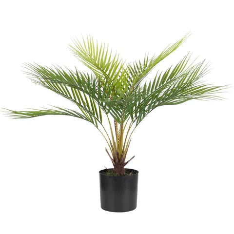PALM TREE 53CM IN BLACK POT 13X12CM Sydney's Plant Market
