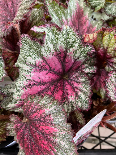 Begonia Rex - Curly Cherry Sydney's Plant Market
