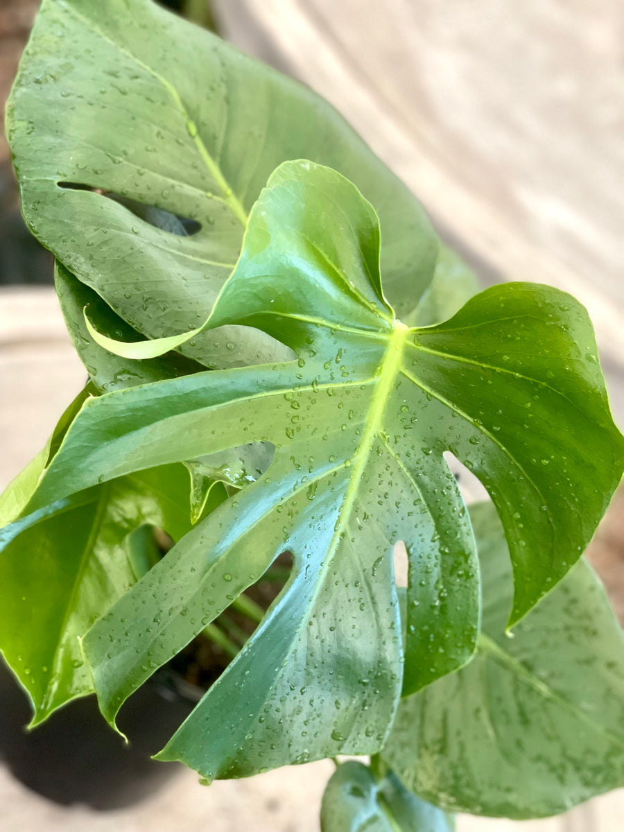 MONSTERA DELICIOSA - Sydney's Plant Market
