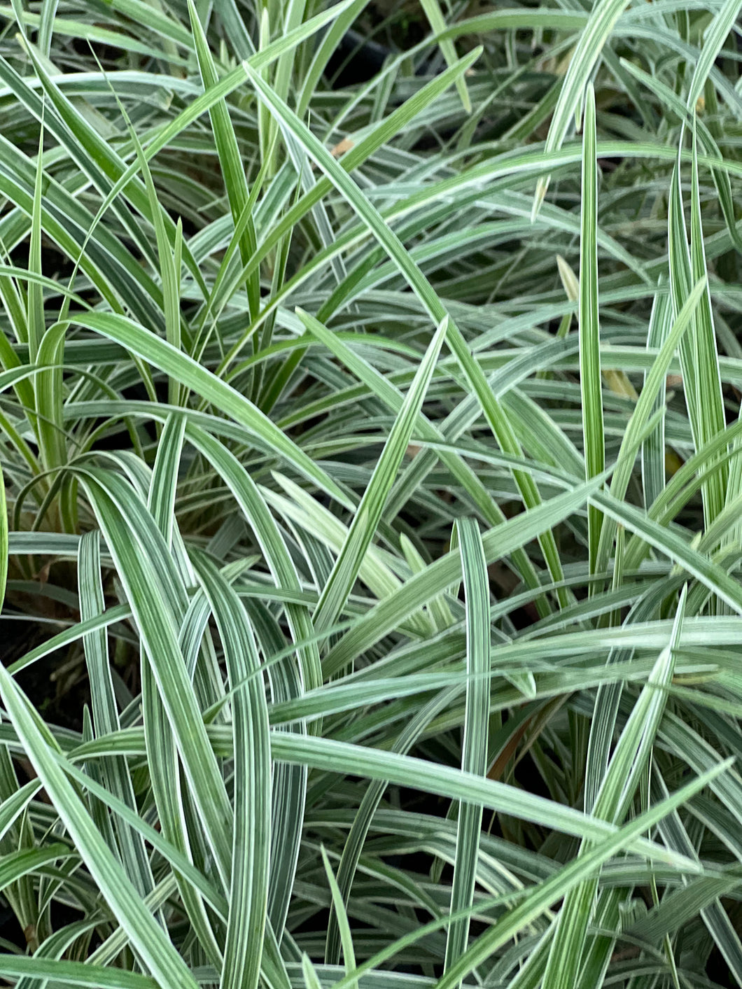 Liriope Stripey White