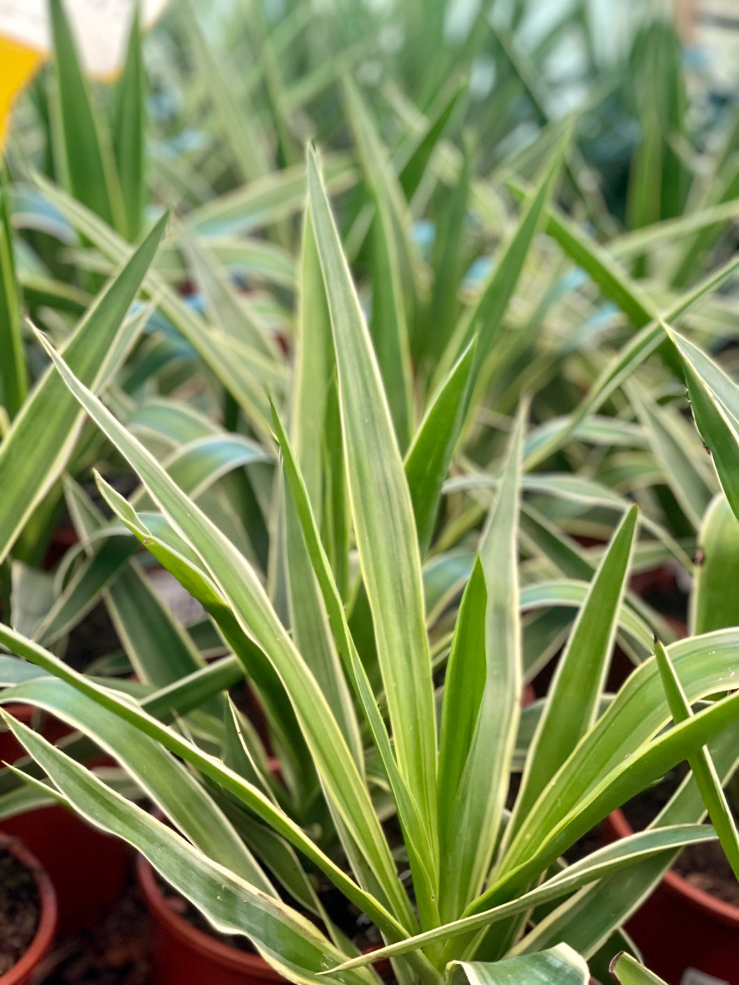 Yucca - Variegated