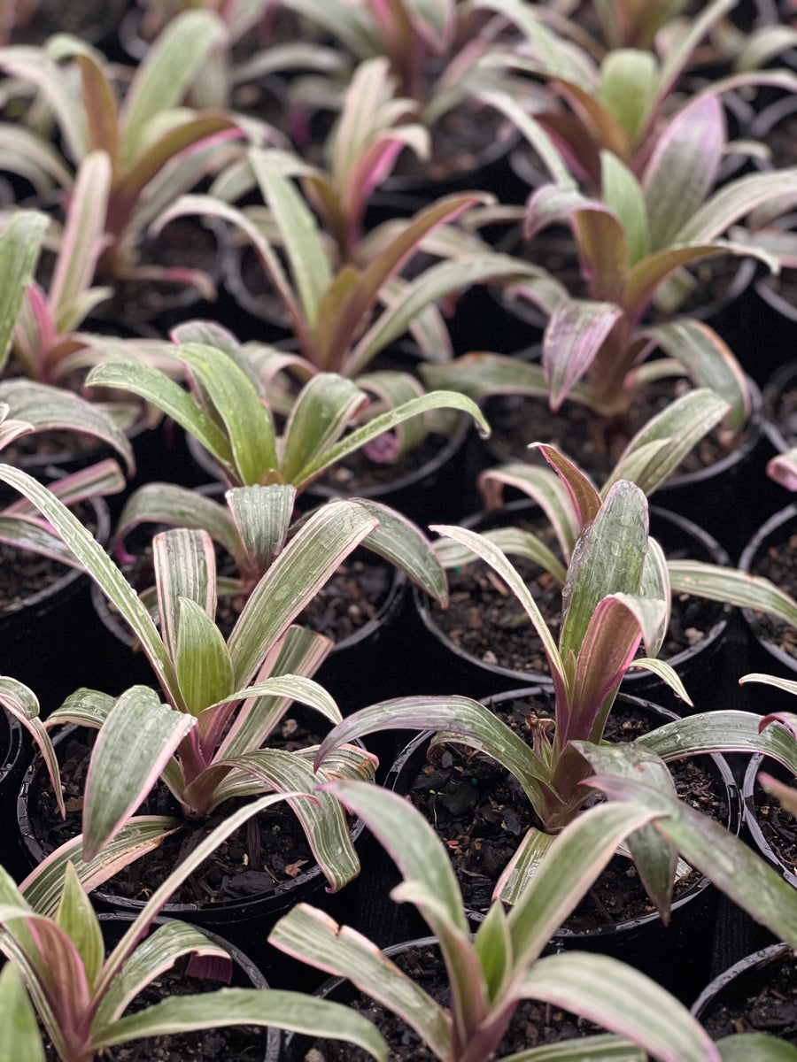 Tradescantia Rhoeo Sydney's Plant Market