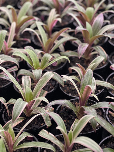 Tradescantia Rhoeo Sydney's Plant Market