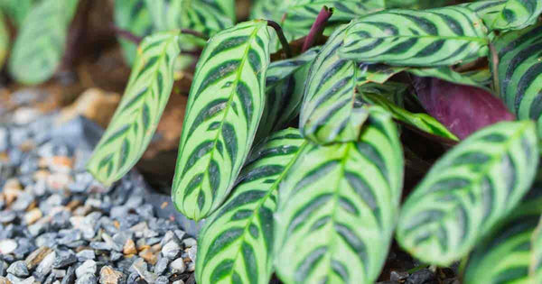 CTENANTHE BURLE MARXII Sydney's Plant Market