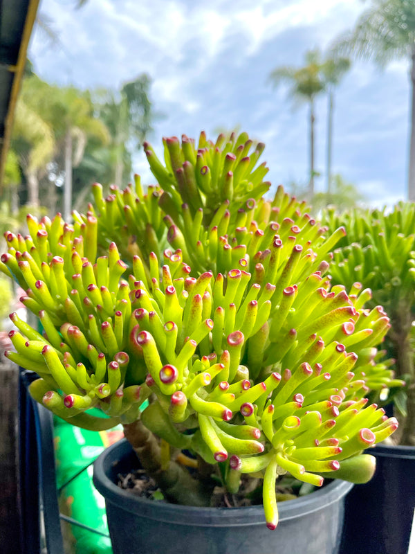 Crassula ovata ‘Gollum’ - Sydney's Plant Market