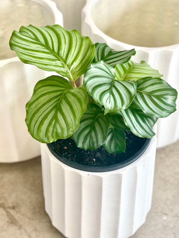 CALATHEA ORBILFOLIA - Sydney's Plant Market