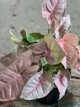 Load image into Gallery viewer, Syngonium Neon - Pinkish Foliage
