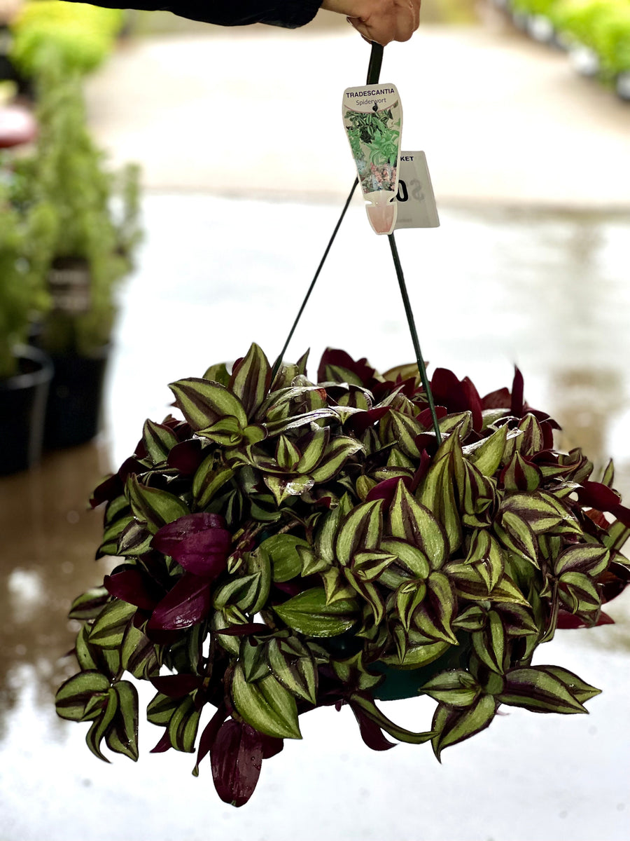 Tradescantia Zebrina - Hanging Basket Sydney's Plant Market