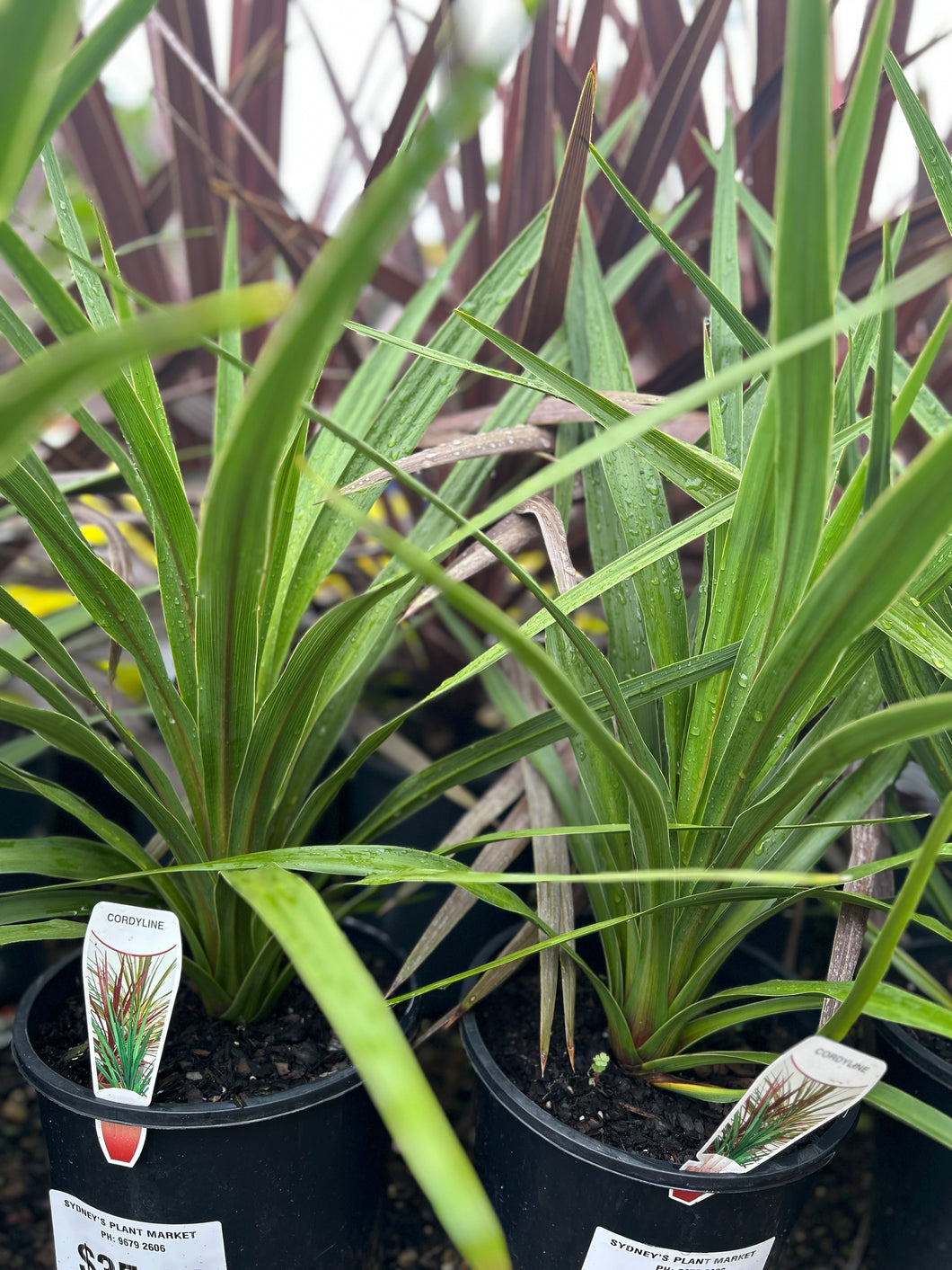 Cordyline Australis Peko