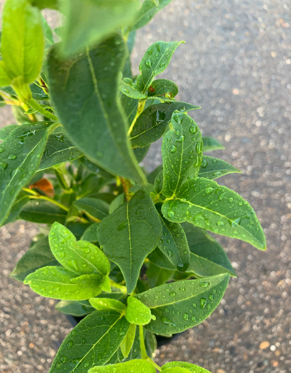 Viburnum Tinus - Sydney's Plant Market