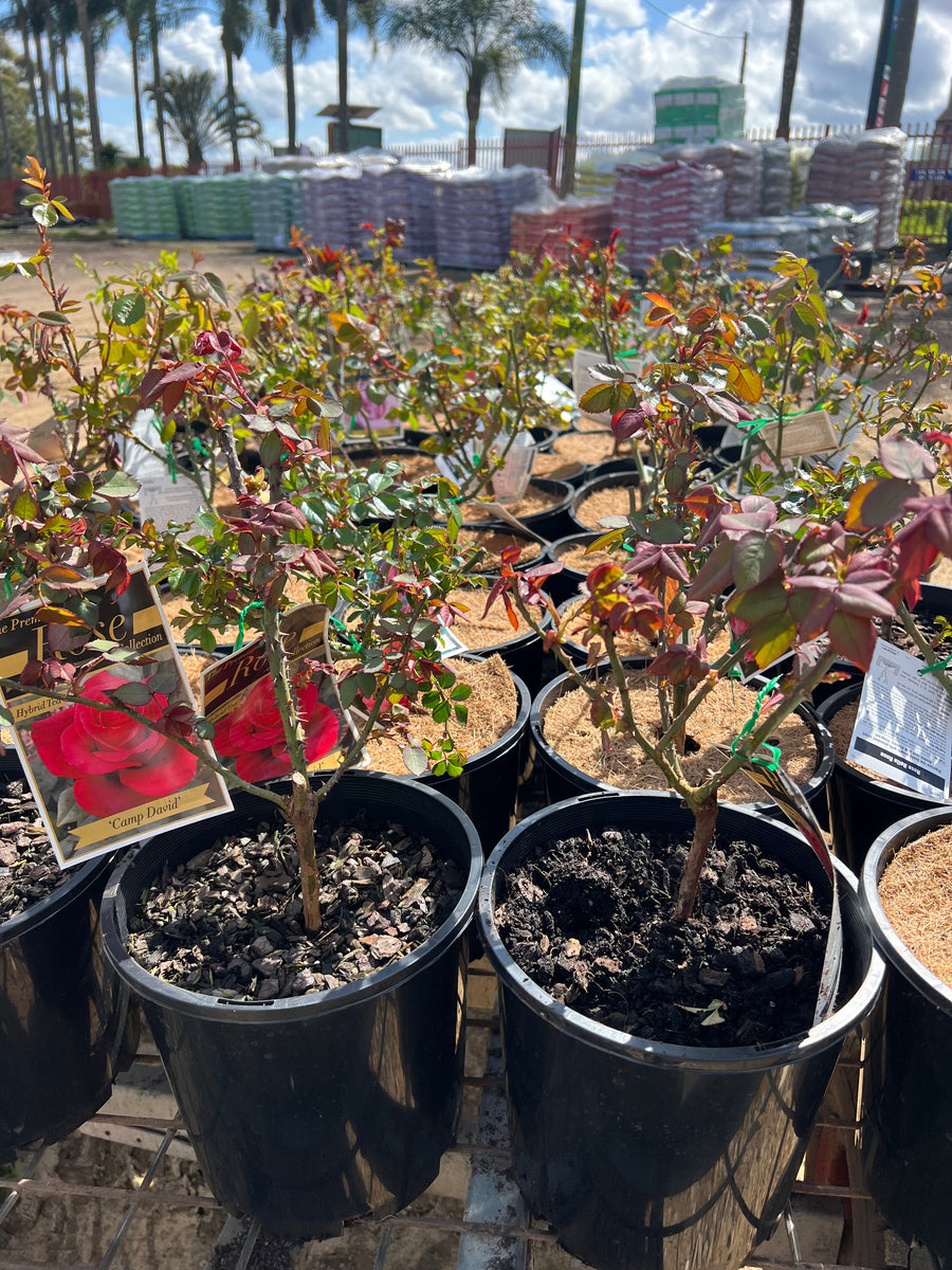 BUSH ROSE - ASSORTED Sydney's Plant Market